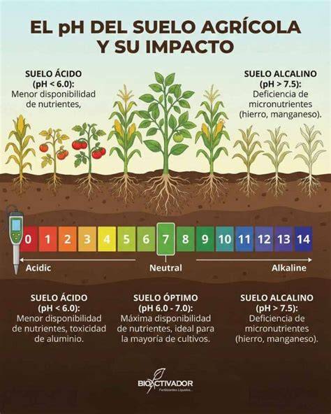 Esquema que muestra cómo el sulfato de hierro reduce el pH del suelo y facilita la absorción de nutrientes por las raíces de las plantas acidófilas.