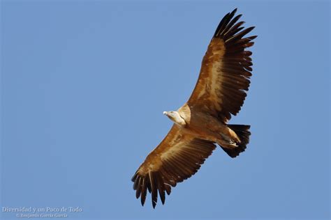 Buitre leonado en vuelo sobre el cañón.