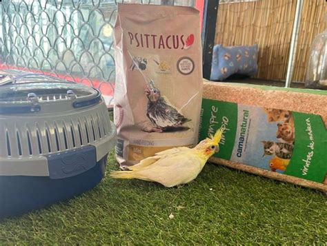 Diagrama: Configuración ideal del fauna box para ninfa papillera con fuente de calor