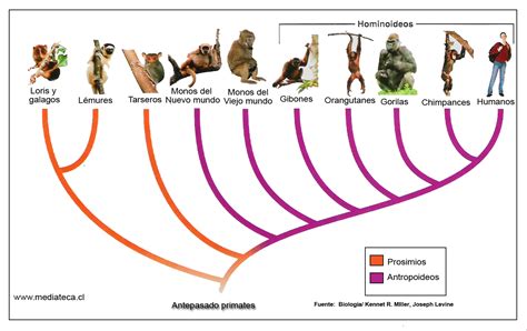 Esquema evolutivo: comparación del parto en humanos y otros primates, destacando la necesidad de asistencia debido al bipedismo y al tamaño del cerebro humano.