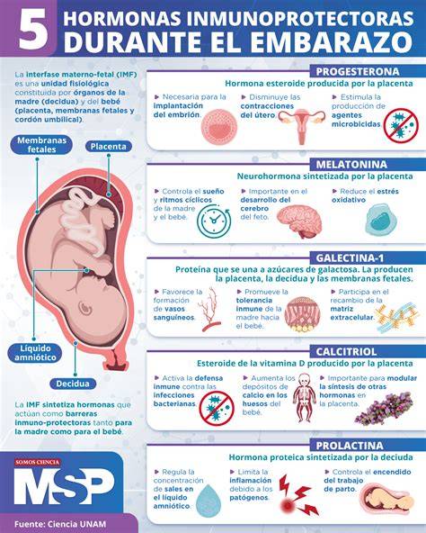 Infografía explicativa sobre cómo las hormonas del embarazo influyen en la resistencia a la insulina y el papel del páncreas.