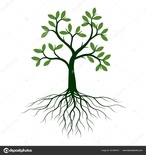 Esquema de un árbol de abeto con su tronco, ramas horizontales y copa cónica/columnar