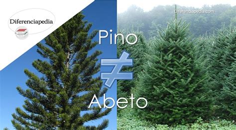 Comparativa visual de las hojas y conos de un abeto y un pino