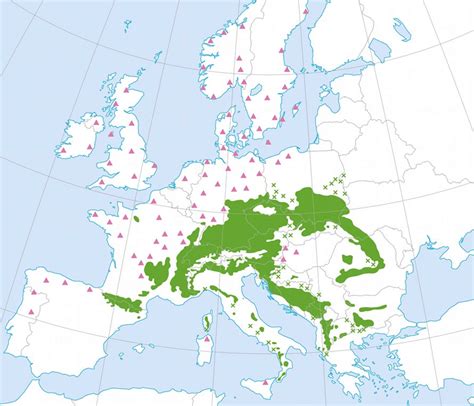 Mapa de distribución del Abies alba en Europa y detalle de sus piñas
