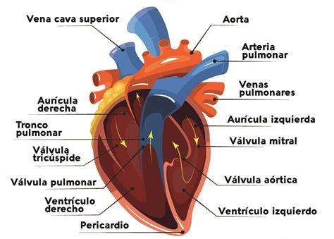 Esquema anatómico del corazón señalando el nódulo sinoauricular (marcapasos natural) y las zonas donde se originan las contracciones prematuras en aurículas y ventrículos.