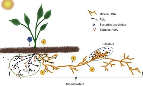 Esquema de un liquen mostrando la relación simbiótica entre hifas fúngicas y células algales