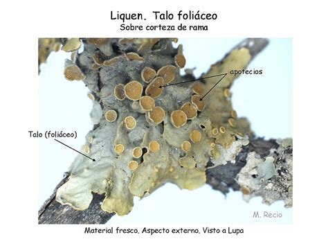 Micrografía de soredios de liquen, mostrando células algales rodeadas por hifas fúngicas