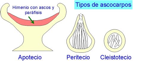 Diagrama comparativo de la morfología de apotecios y peritecios en líquenes