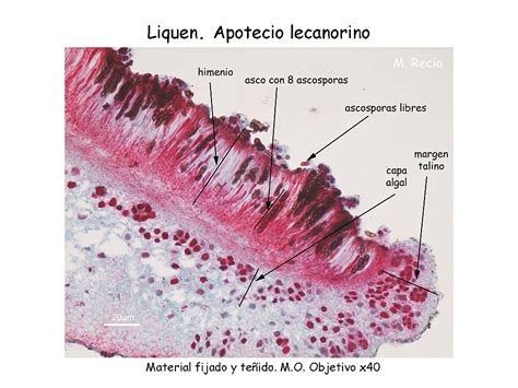 Corte transversal de un apotecio de liquen mostrando el himenio, ascas y paráfisis