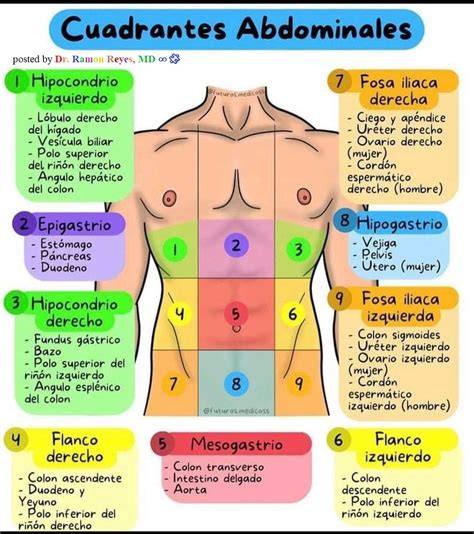 Esquema visual de las zonas del cuerpo que requieren especial atención durante la exfoliación y aplicación
