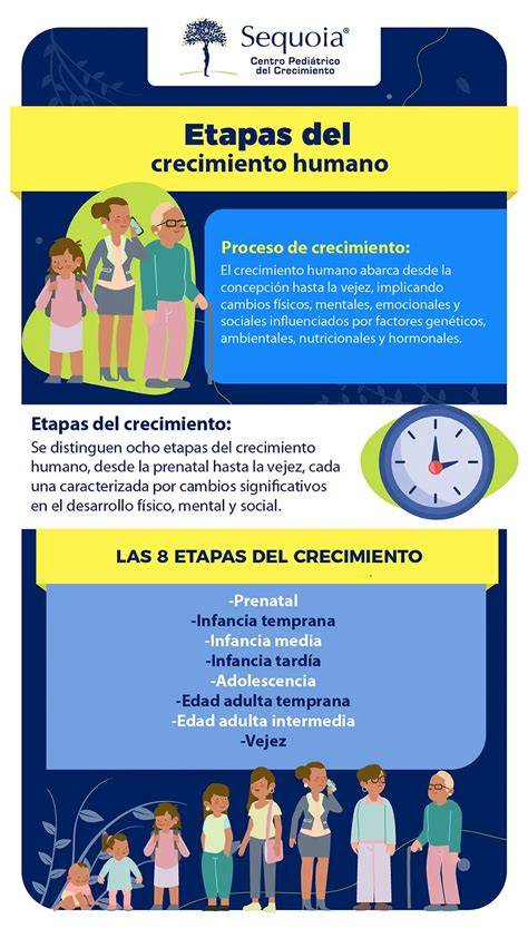Infografía comparativa de las etapas de crecimiento del bebé y el uso de la talla 3 de Dodot
