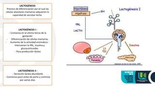 Infografía: Fases de la lactogénesis