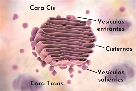 Esquema detallado de la polaridad del aparato de Golgi: cara cis, cisternas intermedias y cara trans (TGN).