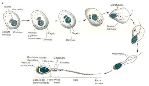 Ilustración de la transformación de las espermátides: desde la fase de Golgi hasta la formación del acrosoma maduro en la cabeza del espermatozoide.