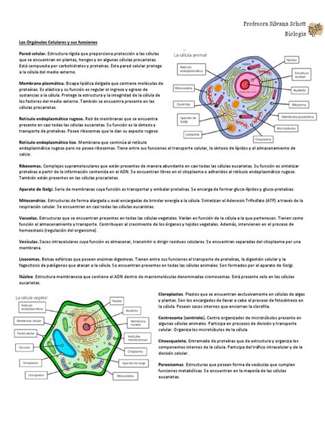 esquema gráfico de los orgánulos celulares y terminología genética clave