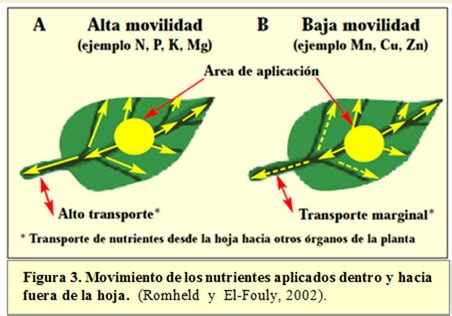 Ilustración detallando la absorción de nutrientes vía foliar y radicular en el olivo