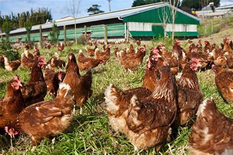 Fotografía temática de gallinas criadas en libertad en un entorno natural y saludable