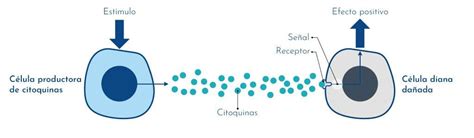 Diagrama que ilustra la comunicación celular mediada por citoquinas en el desarrollo embrionario temprano.
