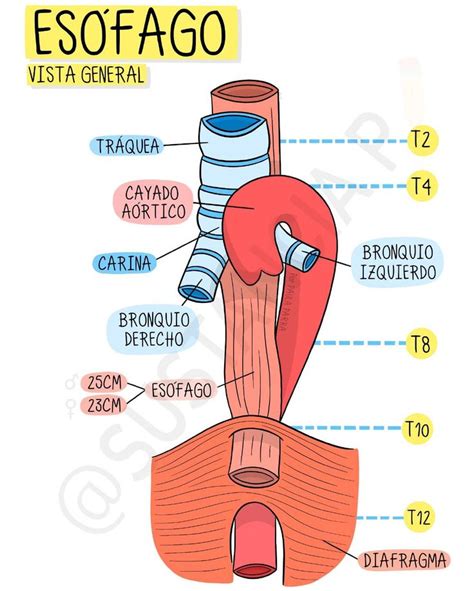 Diagrama anatómico del esófago y estómago, destacando el esfínter esofágico inferior.