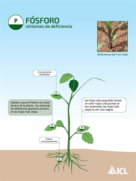 Infografía comparativa: síntomas visuales de deficiencia de nitrógeno, fósforo y potasio en las hojas