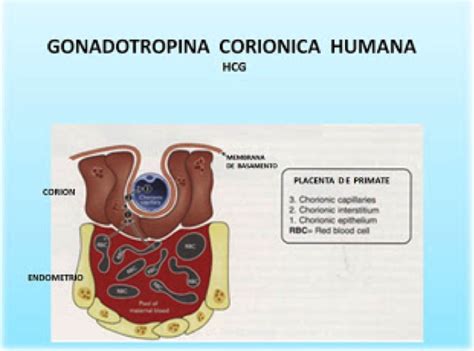 Esquema de la hormona gonadotropina coriónica humana (HCG) y su supuesta acción en el metabolismo de las grasas.