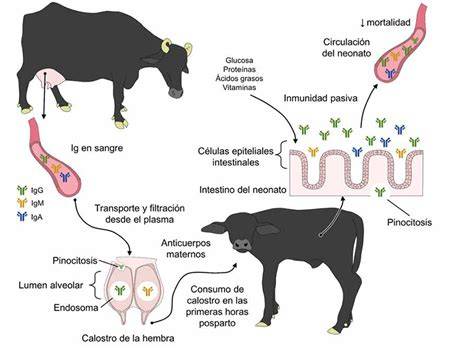 Esquema de los componentes bioactivos del calostro bovino y su interacción con las células epidérmicas.