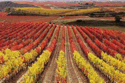 Viñedos en La Rioja con uvas maduras