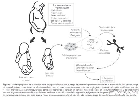Esquema sobre la programación fetal: cómo la nutrición materna y el entorno intrauterino influyen en el desarrollo metabólico del futuro hijo.
