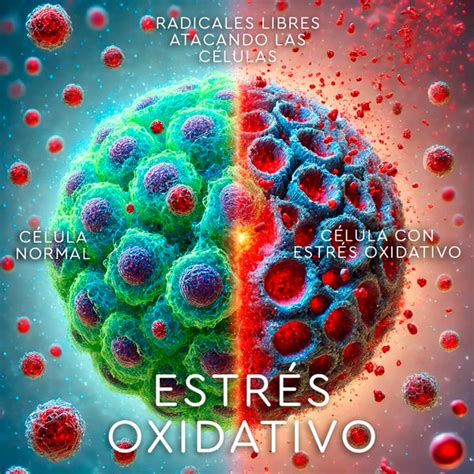 Infografía comparativa: diferencias metabólicas y de estrés oxidativo entre una dieta control vs. alta en fructosa durante el embarazo.