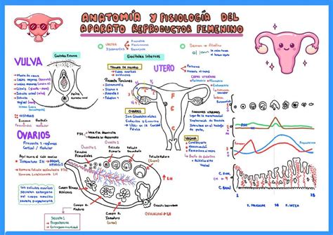 Esquema anatómico del aparato reproductor femenino mostrando la ubicación de los ovarios en la pelvis y la formación de un quiste folicular