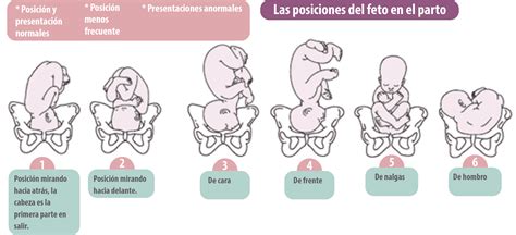 Esquema del desarrollo fetal y la posición del bebé en el útero durante el séptimo mes.