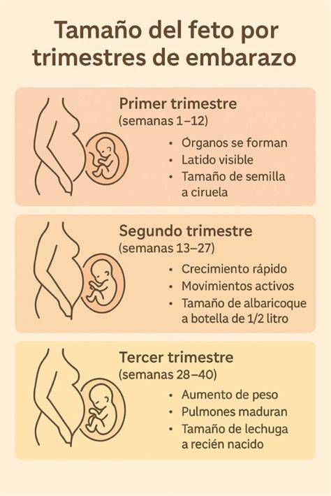 Infografía comparativa: tamaño del feto a las 28 semanas frente a objetos cotidianos.