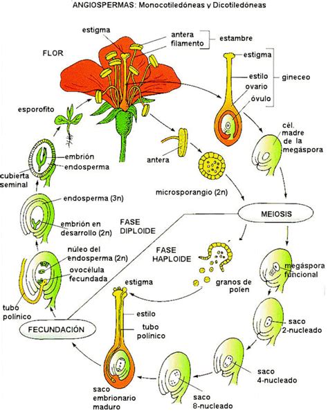 Ciclo de vida de una planta angiosperma con alternancia de generaciones