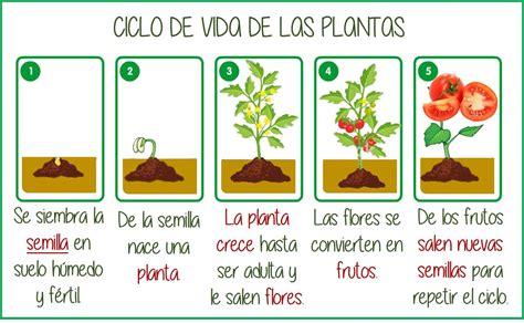 Esquema informativo: Ciclo de vida de la planta de marihuana, destacando la fase de plántula como la etapa más sensible.