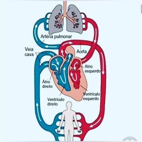 Esquema explicativo sobre el retorno venoso y cómo la presión del útero afecta la circulación en las piernas durante el embarazo