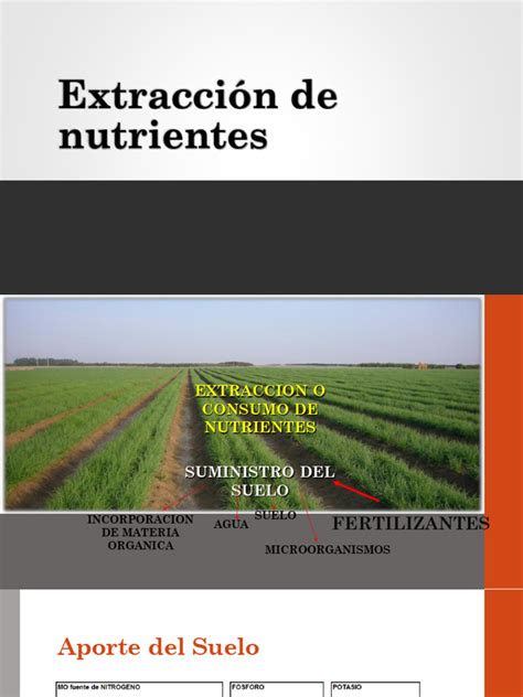 Infografía: Extracción de nutrientes por una tonelada de frutos de mango según variedad