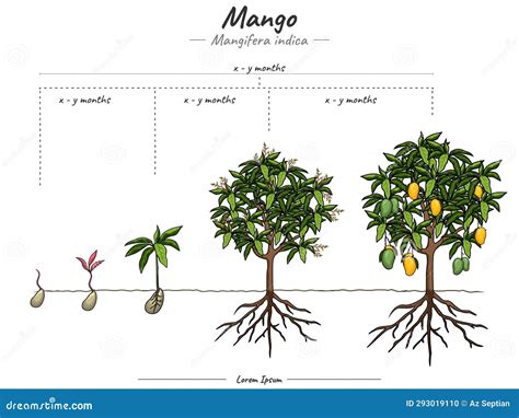 Gráfico del ciclo fenológico del mango y las etapas de fertilización