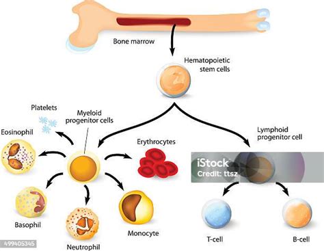 Ilustración de la médula ósea y las células madre hematopoyéticas.