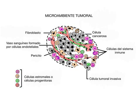 Representación esquemática de un tumor con células madre tumorales en su centro.