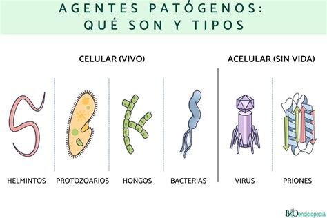 diagrama o infografía de los principales patógenos bacterianos y virales causantes de sepsis neonatal, diferenciando por tipo de inicio