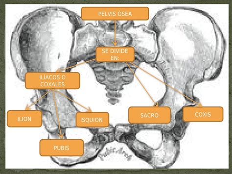 Esquema de la pelvis ósea de un animal doméstico, destacando coxales, sacro y vértebras coccígeas.