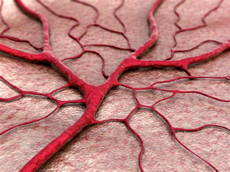Microfotografía que muestra la formación de nuevos vasos sanguíneos (angiogénesis).