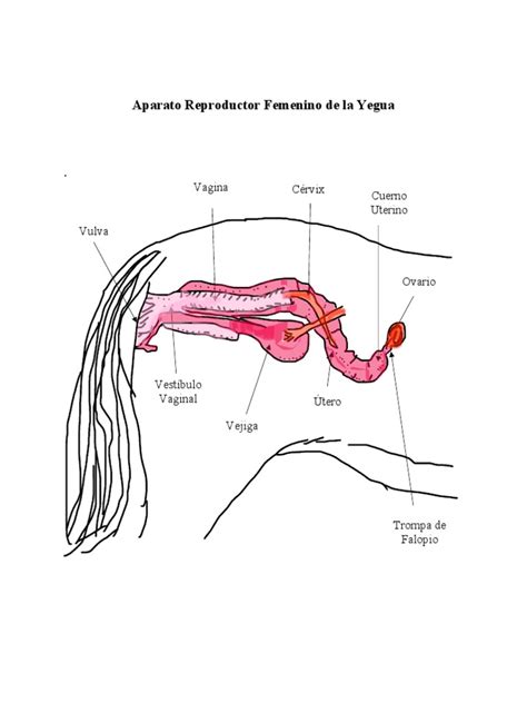 Ilustración de la anatomía externa del tracto reproductivo de una yegua, destacando la vulva y el periné.