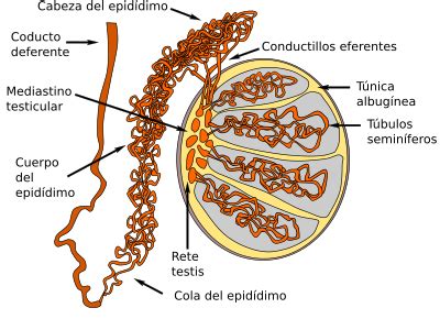 esquema del sistema reproductor masculino con túbulos seminíferos y epidídimo