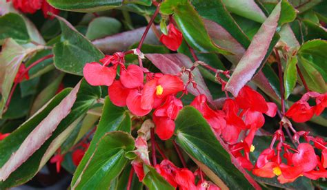 Foto de Begonia Dragon Wing en plena floración