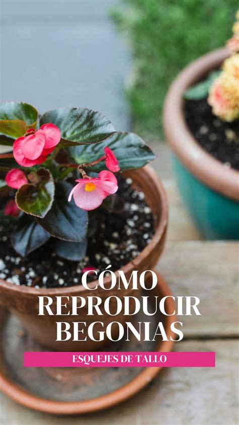 Infografía paso a paso para la reproducción de Begonia Dragon Wing por esquejes