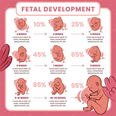 Infografía sobre el desarrollo auditivo fetal