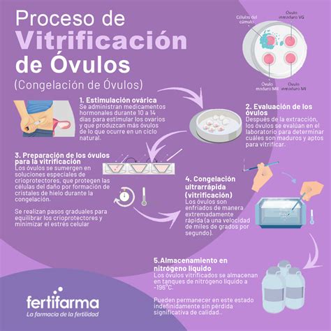 infografía explicando el proceso de congelación de óvulos