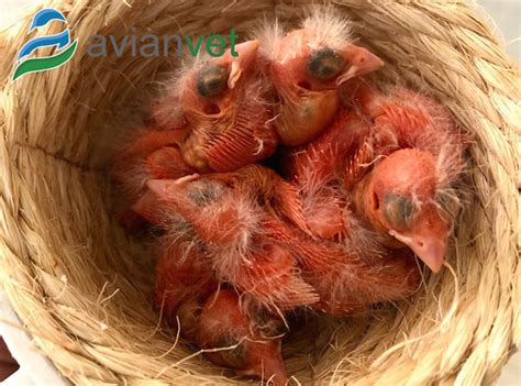 Pichones de canario siendo alimentados