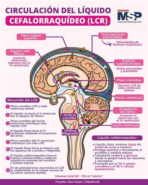 Esquema anatómico mostrando los ventrículos cerebrales y la circulación del líquido cefalorraquídeo.
